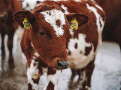 Штраф до 450 тыс. рублей или приостановка до 90 суток: какие наказания грозят животноводам за неправильное обращение с навозом