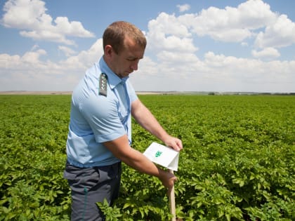 В Ростовской области специалисты Управления Россельхознадзора приступили к обследованию овощных культур закрытого грунта