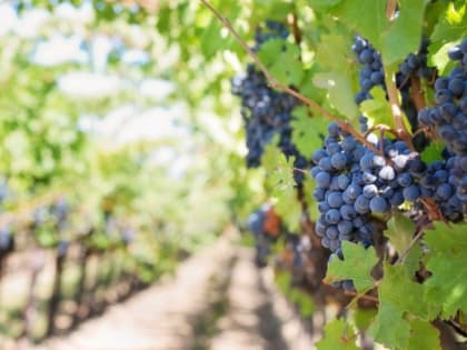 В Краснодарском крае виноделы поделились планами на новый сезон