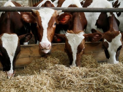 На сельхозпредприятии Тихорецкого района дали старт нацпроекту «Производительность труда»