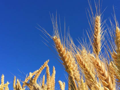 В Краснодарском крае инвестиции в АПК выросли в три раза