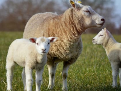 На Кубани на поддержку овцеводства выделили 50 млн рублей