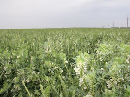 Качественные семена –  хороший урожай   