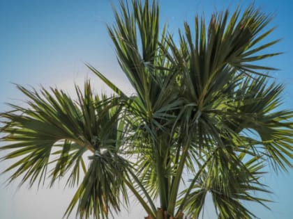 В Сочи на обработку пальм от вредителей выделили более 20 млн рублей