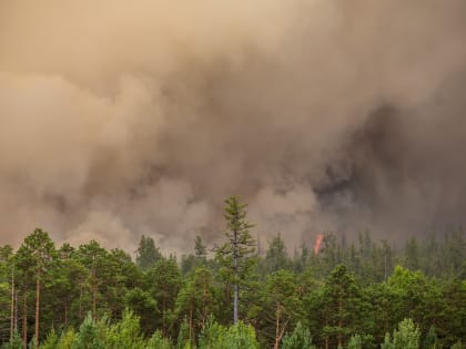 В Югре действует 14 лесных пожаров