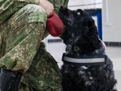 В Сургуте собака Альма находит килограммы наркотиков