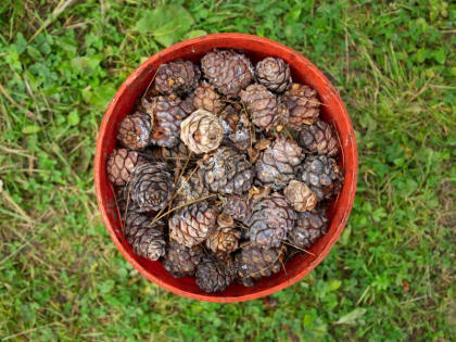 В Югре семья за месяц заработала миллион на сборе кедрового ореха, чтобы не работать целый год