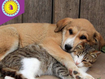 Мы в ответе за тех, кого приручили: жители района, нарушающие правила содержания животных, привлечены к административной ответственности