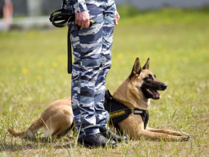 В Югорске служебная собака помогла раскрыть кражу