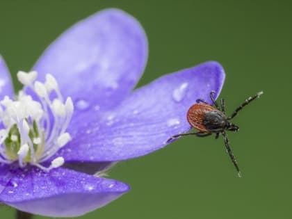 В Югре сначала сезона 36 человек оказались укушены клещами