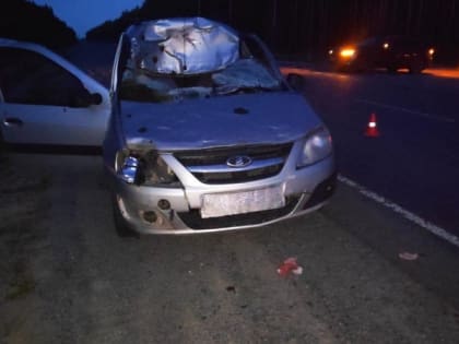 На загородной трассе Югры автомобиль насмерть сбил лошадь