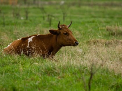 ​Самый скандальный мэр Сургутского района объяснил свободный выгул коров в поселке