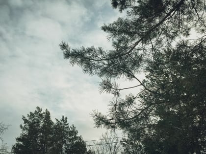 В ХМАО первый за сезон человек пострадал от укуса клеща