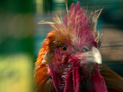 Памятки о мерах профилактики заразных и особо опасных болезней животных и птиц