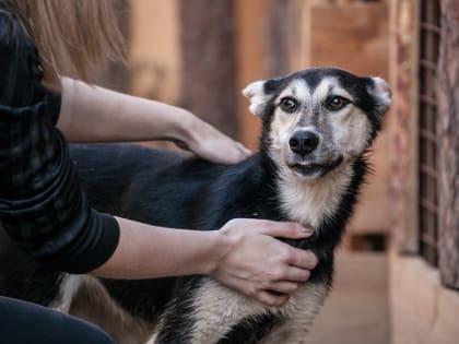 Югорчане обсудили новые правила региональной концепции обращения с животными