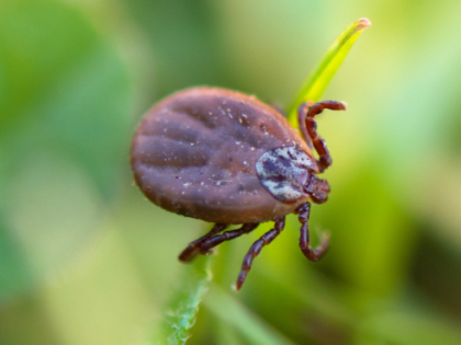 В Сургуте началась подготовка к сезону активности клещей