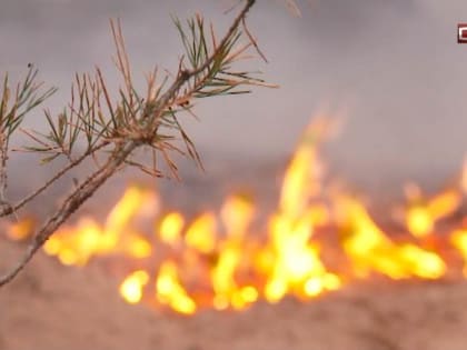 Площадь лесных пожаров в Югре уменьшилась на 4 тысячи гектаров за сутки