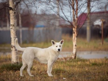 Жители села в ХМАО пожаловались, что бездомные собаки охотятся на кроликов