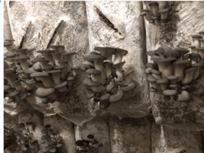 В ХМАО за миллион рублей продают грибную ферму