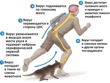 30 марта распоряжением губернатора Югры введены ограничительные мероприятия по бешенству в селе Селиярово