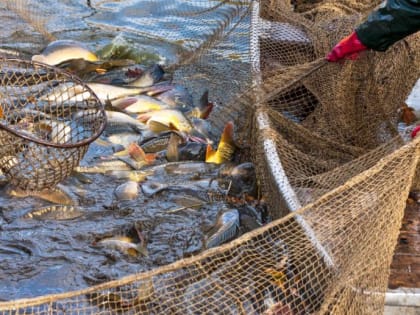 О проведении отбора на предоставление субсидий на поддержку и развитие животноводства и рыбохозяйственного комплекса