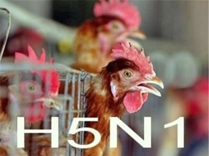 Памятка по профилактике гриппа птиц