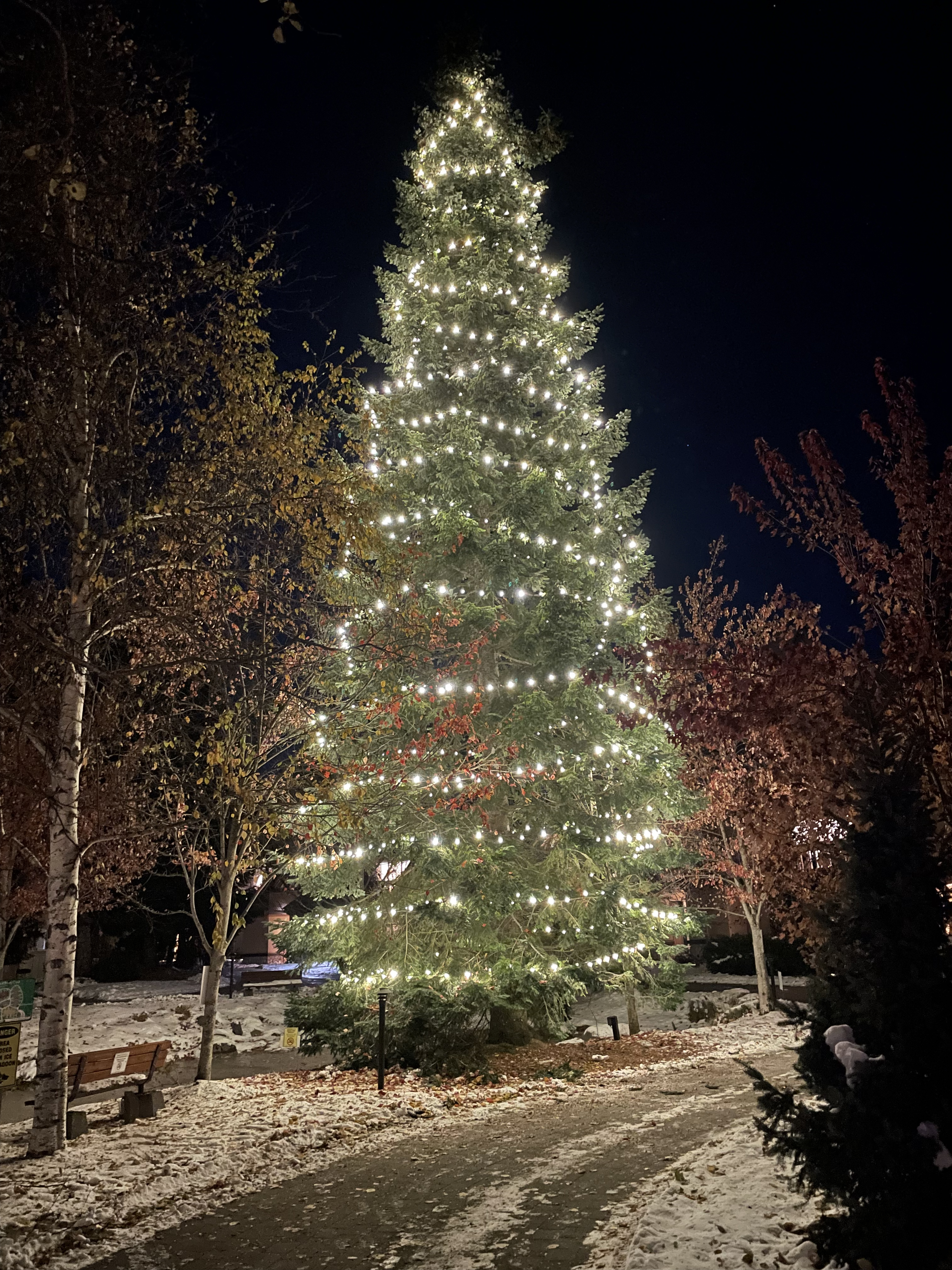The Lagoons property with festive lighting on buildings and trees for property managers.