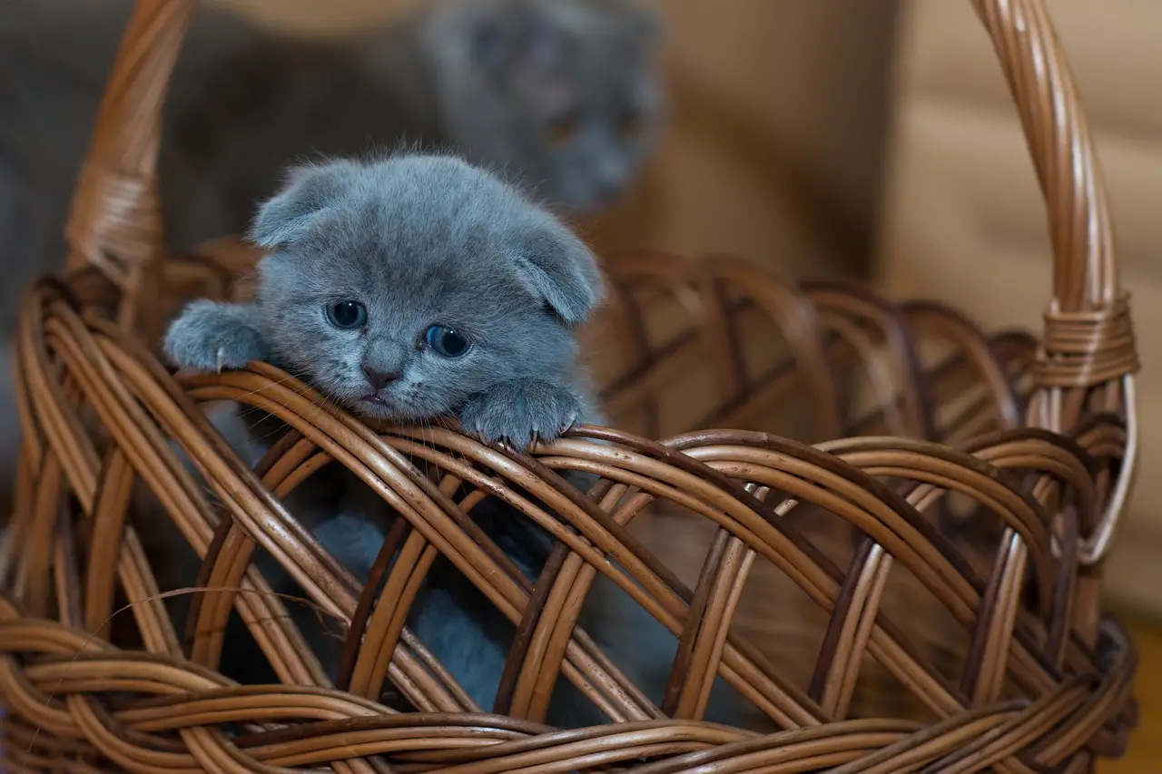 Family Kittens Everything You Need to Know