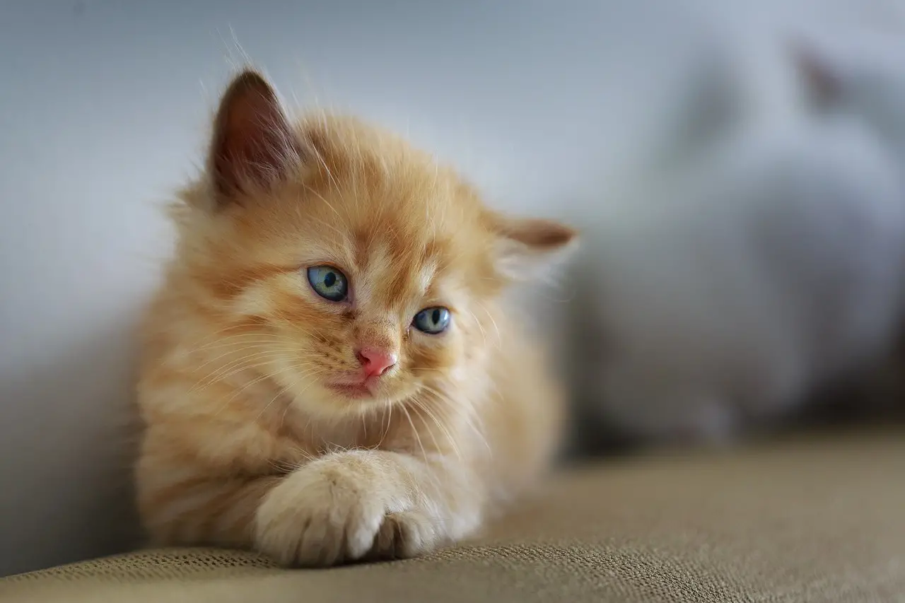 Family Kittens Everything You Need to Know