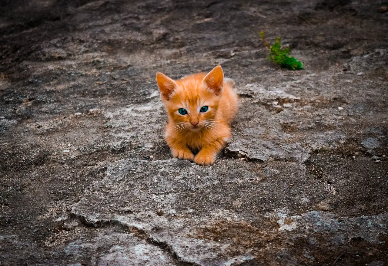 Family Kittens Everything You Need to Know