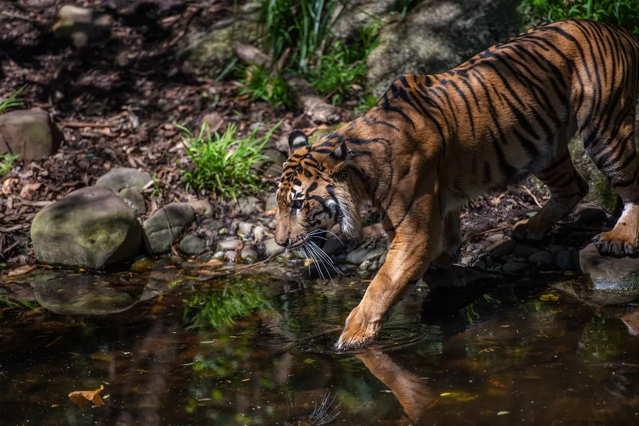 All You Need to Know About the Felidae Family