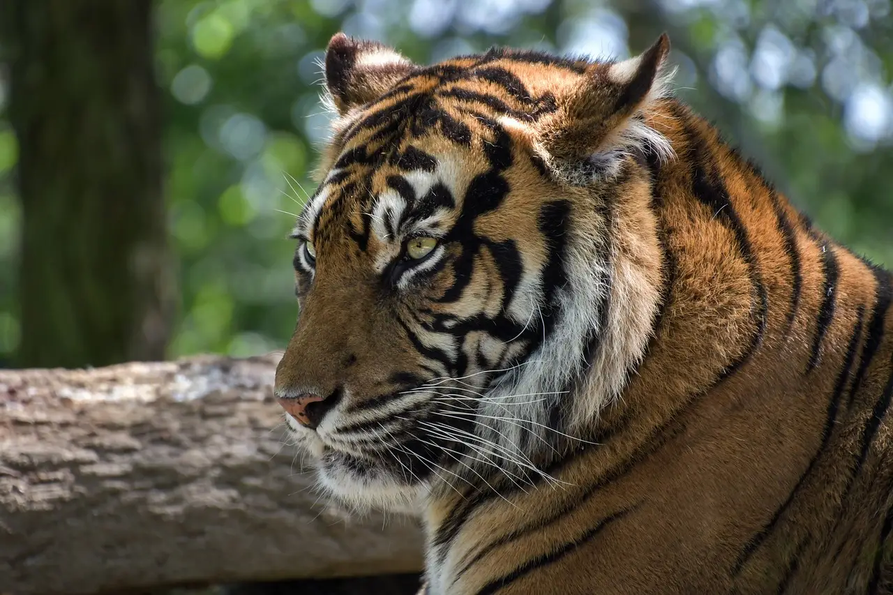 All You Need to Know About the Felidae Family