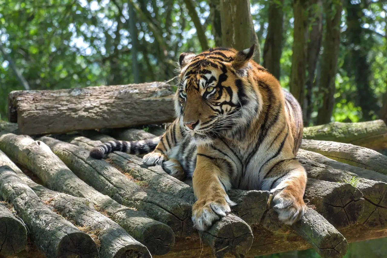 All You Need to Know About the Felidae Family