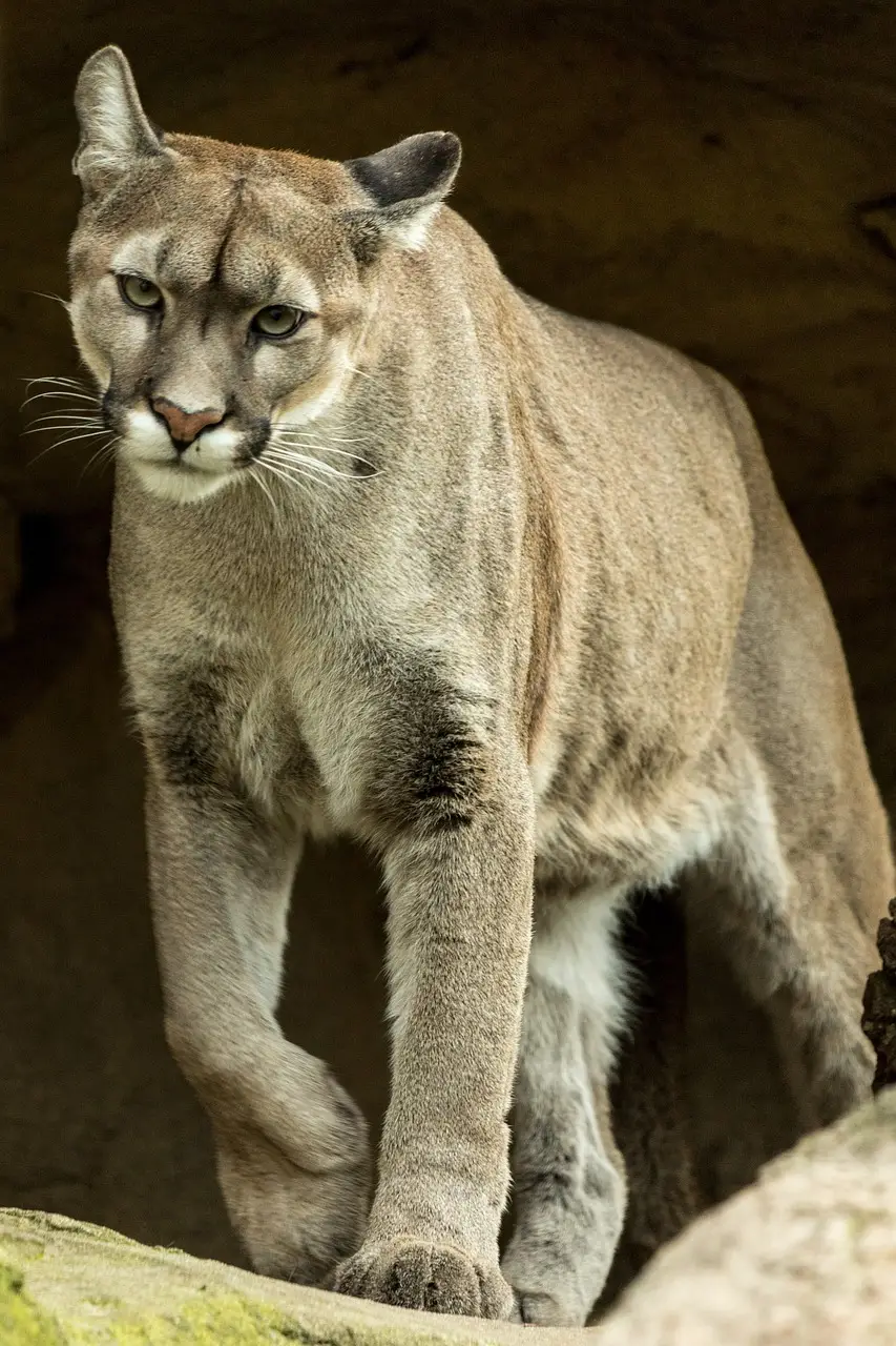 Puma Cat Family The Big Cats of the Americas