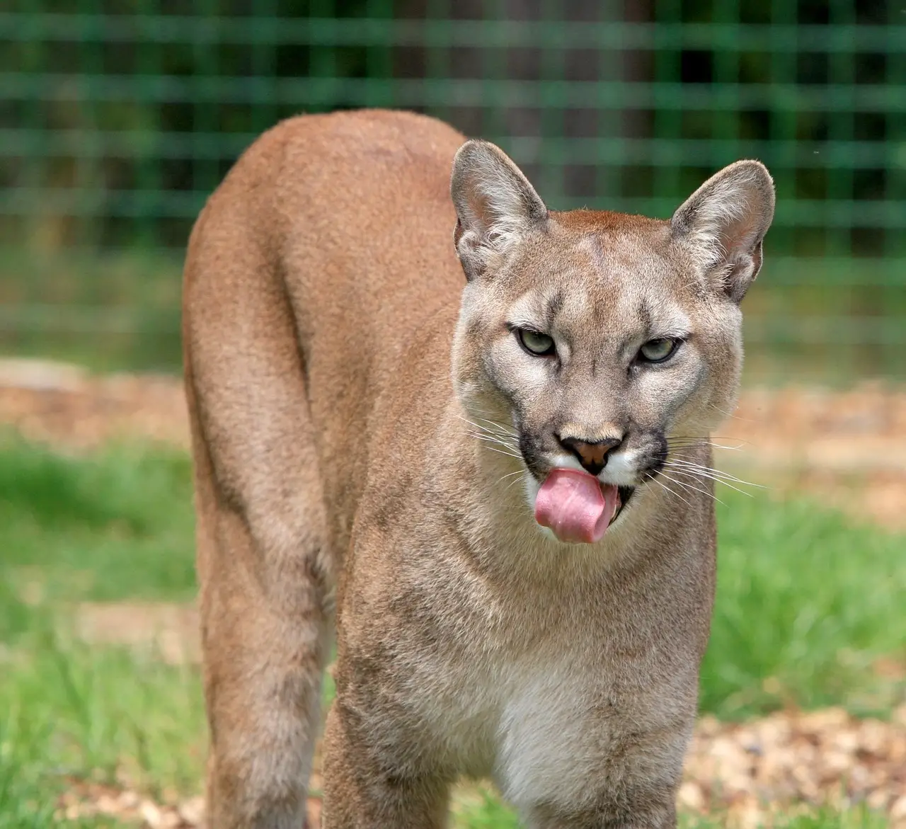 Puma Cat Family The Big Cats of the Americas