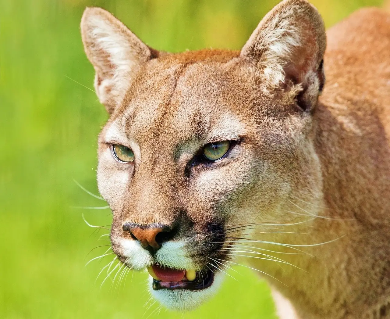 Puma Cat Family The Big Cats of the Americas