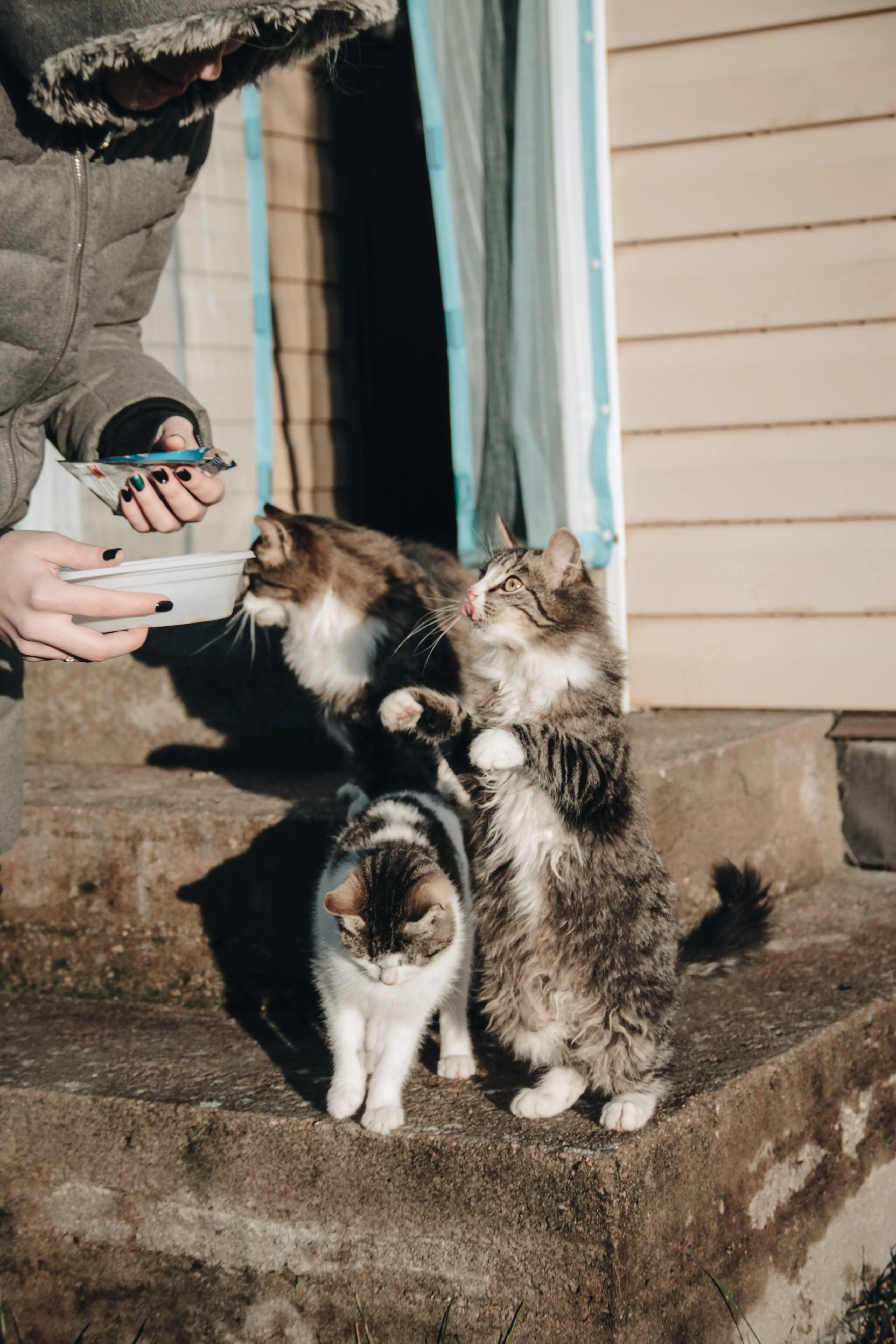Stray Cat Family Surviving Against All Odds