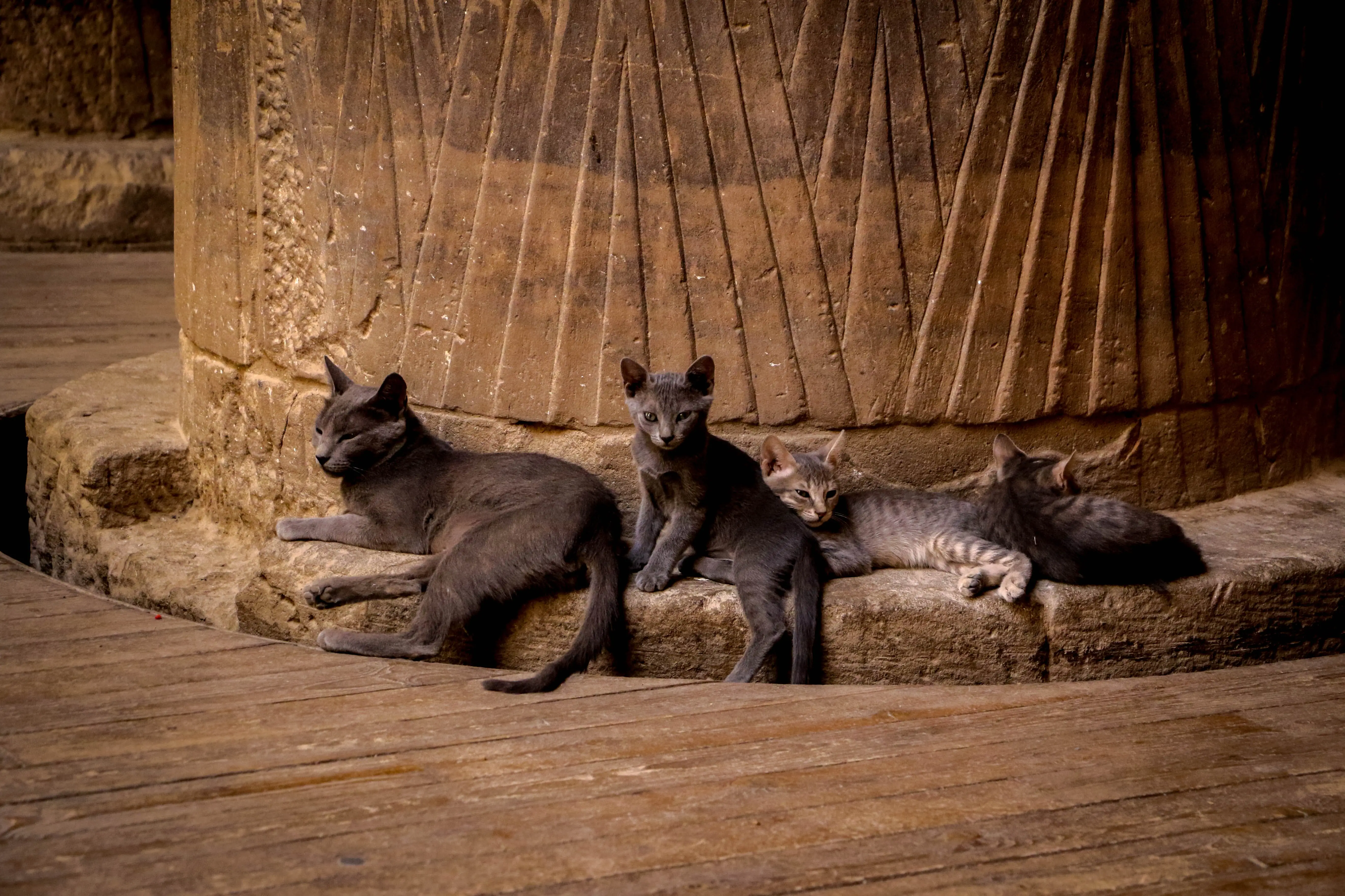 Stray Cat Family Surviving Against All Odds