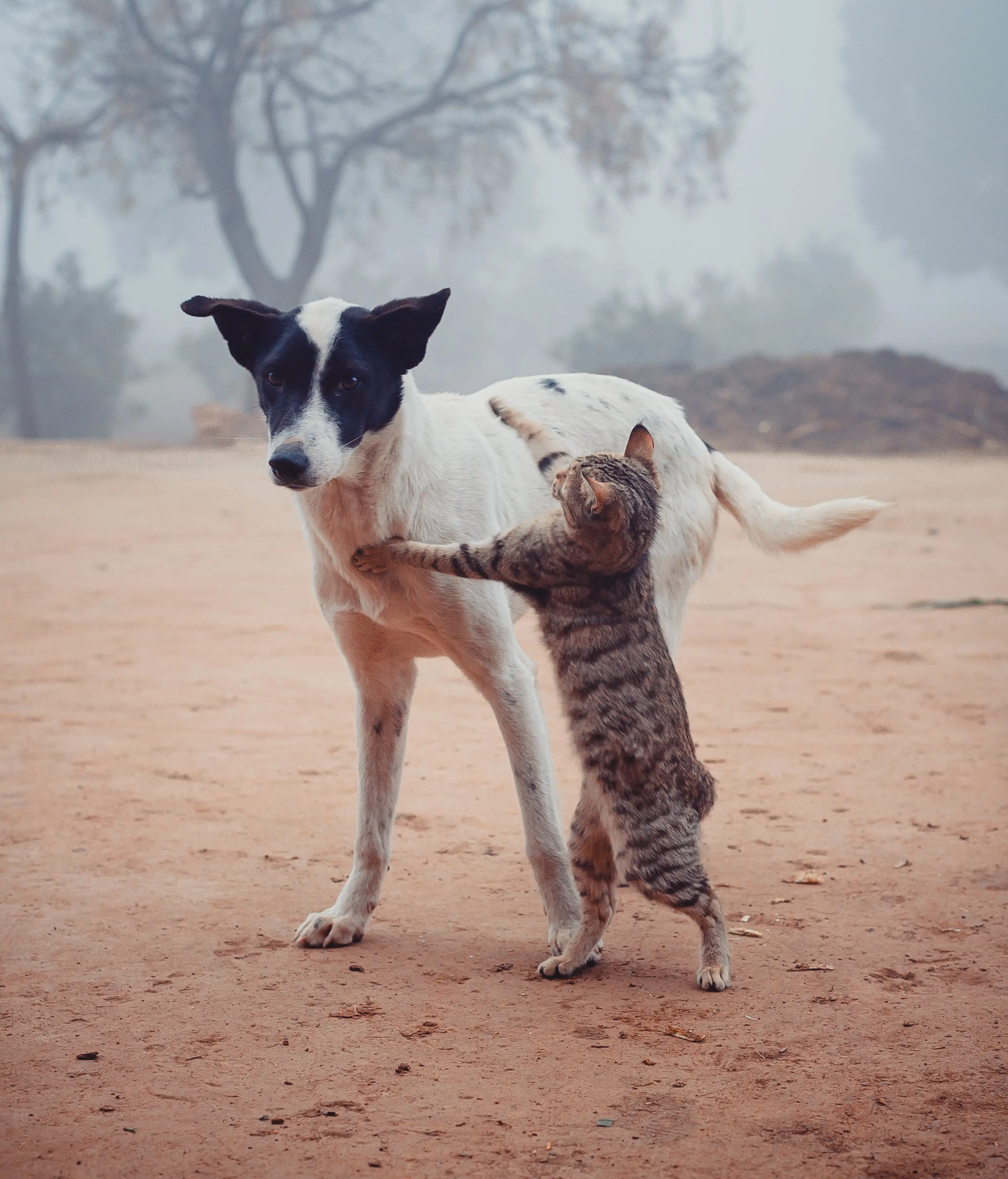 Stray Cat Family Surviving Against All Odds