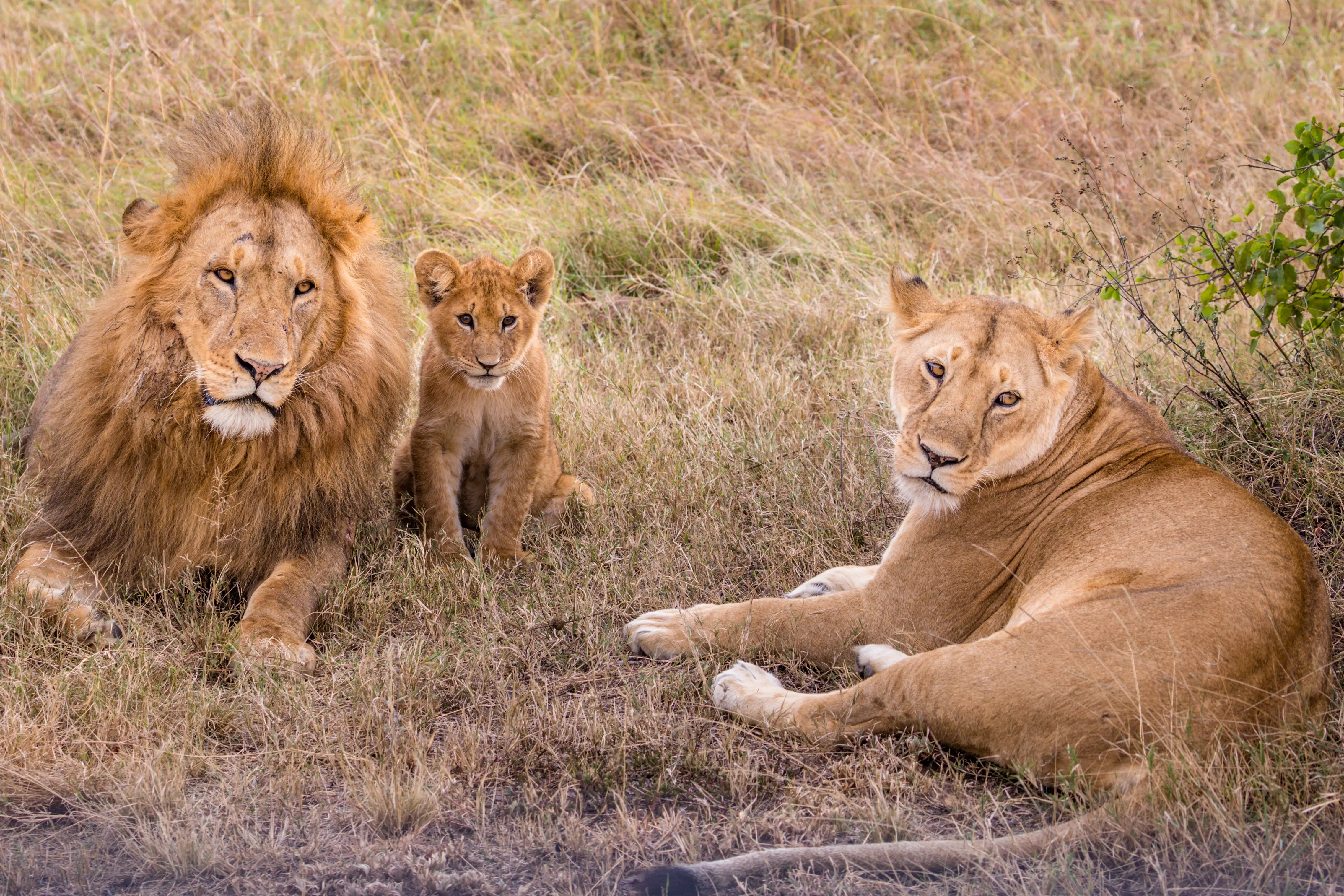 The Fascinating World of Felidae Family
