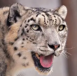 Jaguars The Apex Predators of the Americas