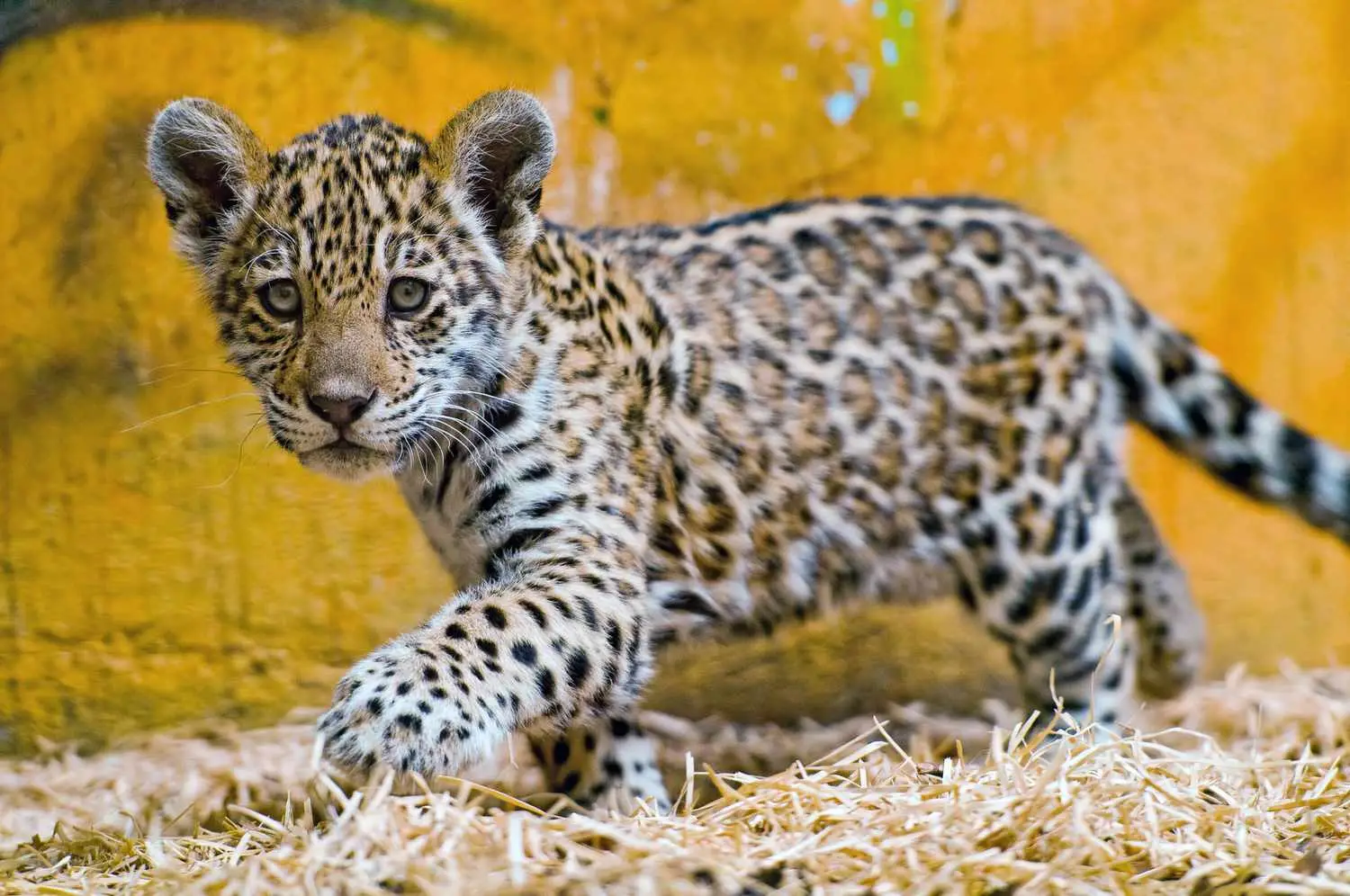 Jaguars The Apex Predators of the Americas
