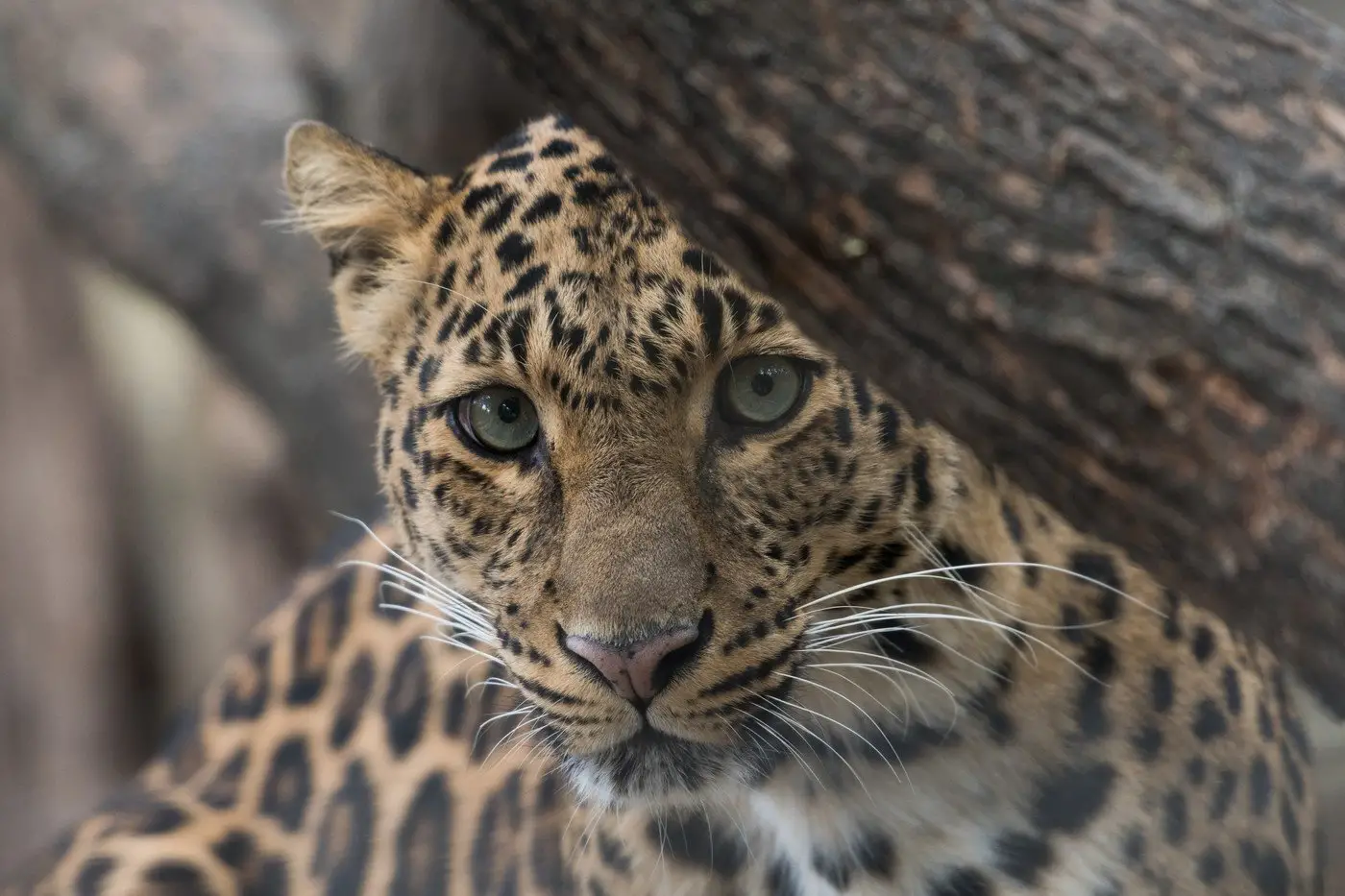 Jaguars The Apex Predators of the Americas