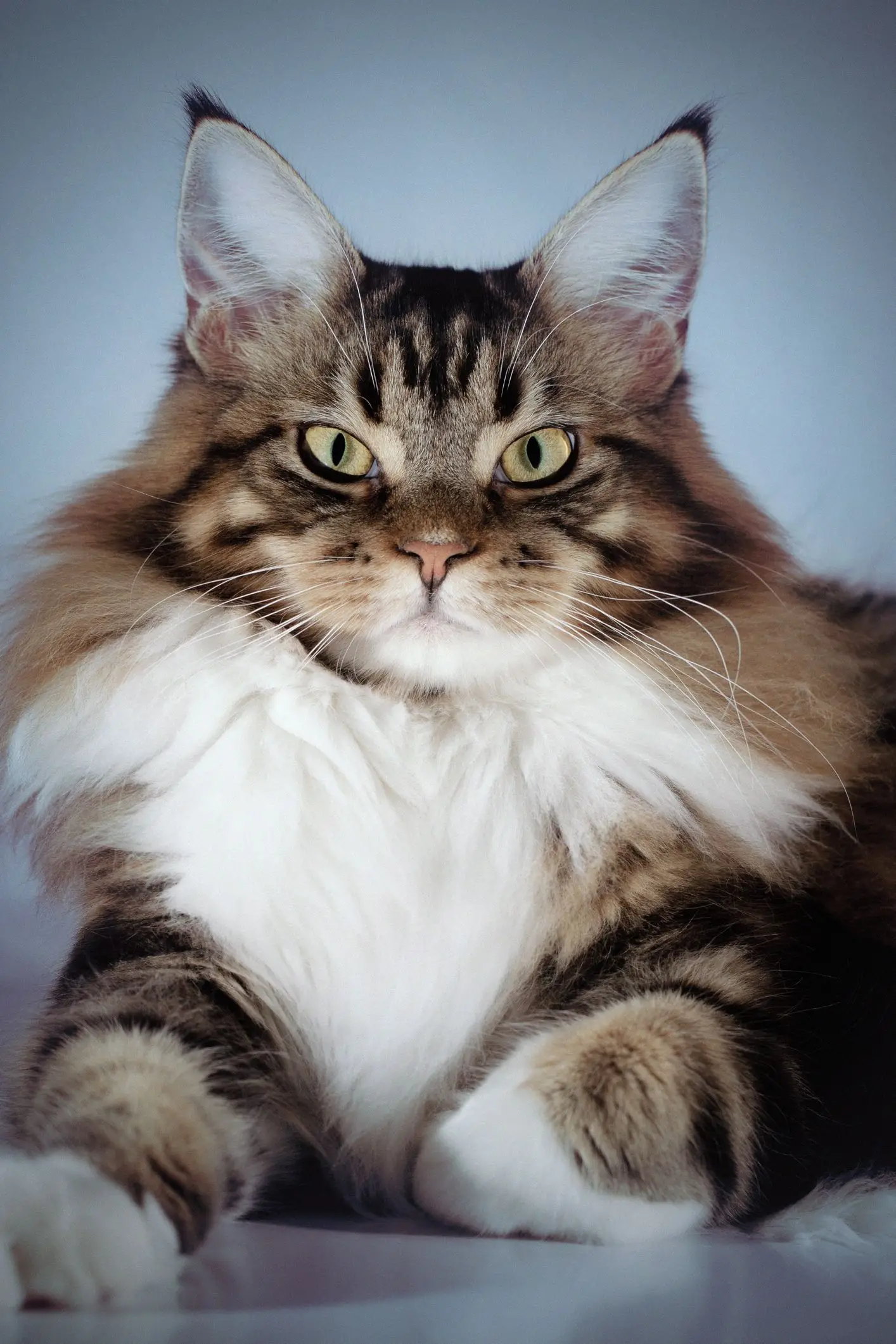 The Fascinating World of Cat Family List An Expert Guide