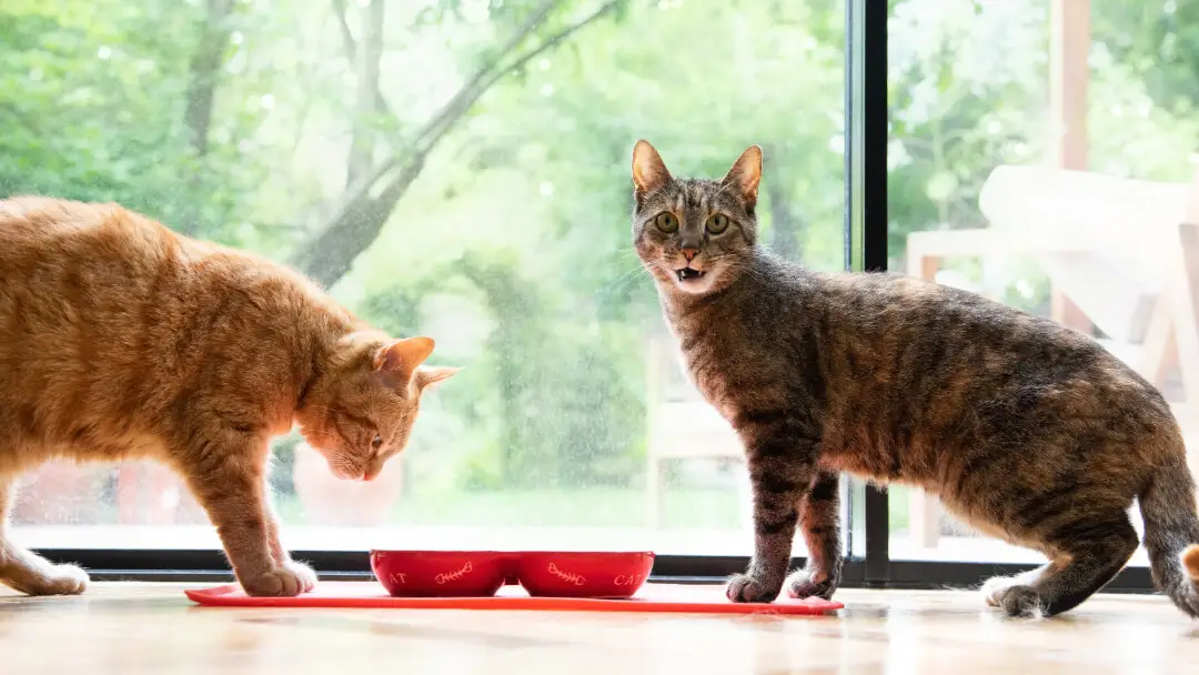 The Fascinating World of Cat Family List An Expert Guide