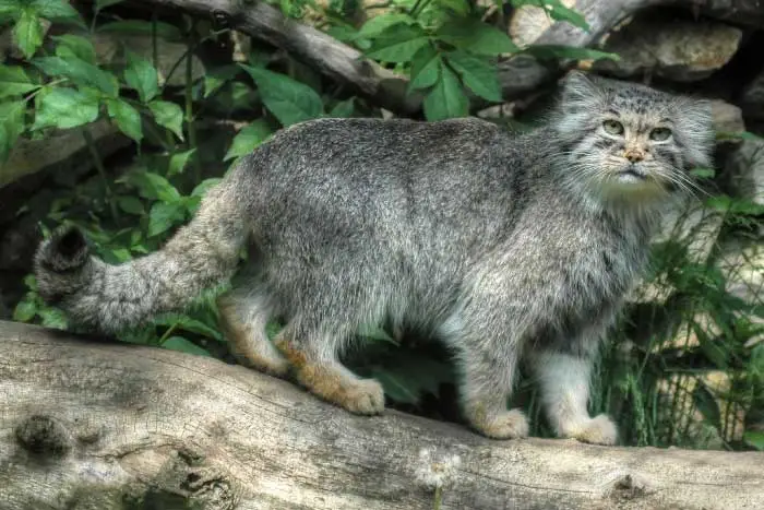 The Fascinating World of Cat Family List An Expert Guide