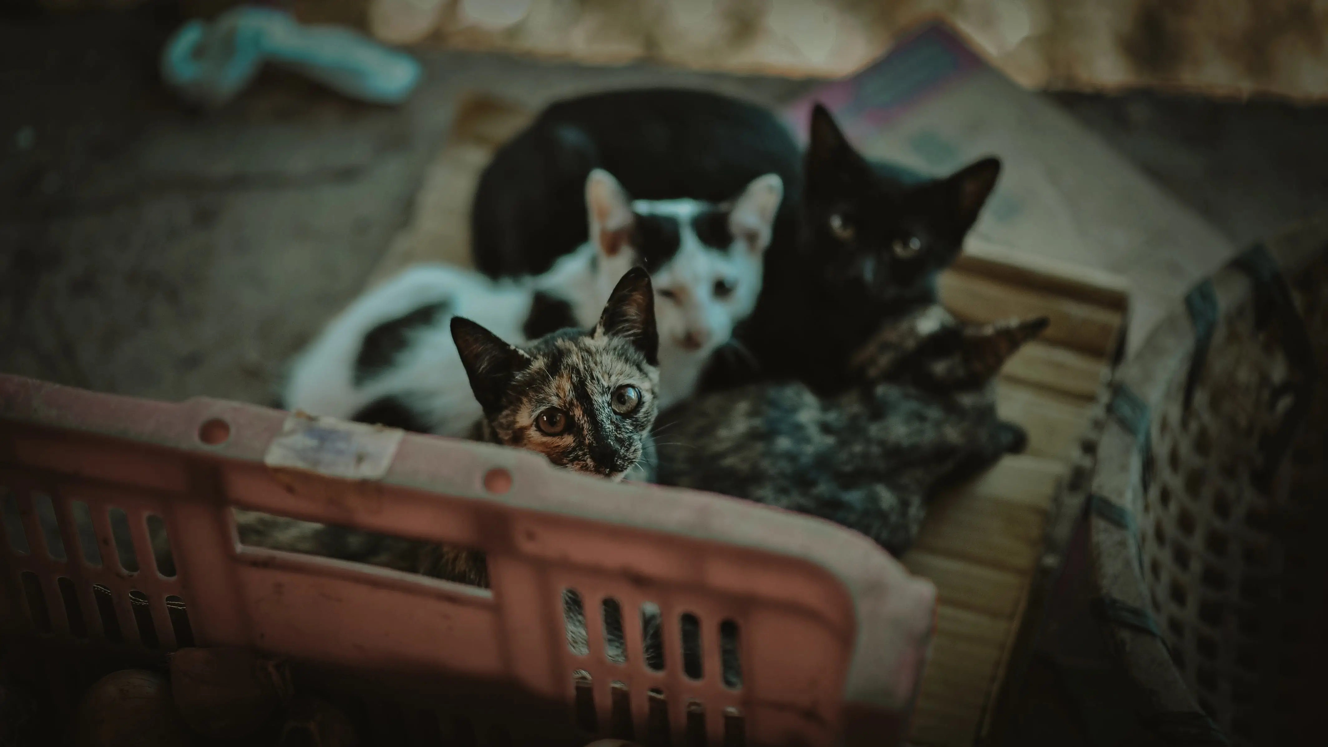 The Fascinating World of the Fisher Cat Family