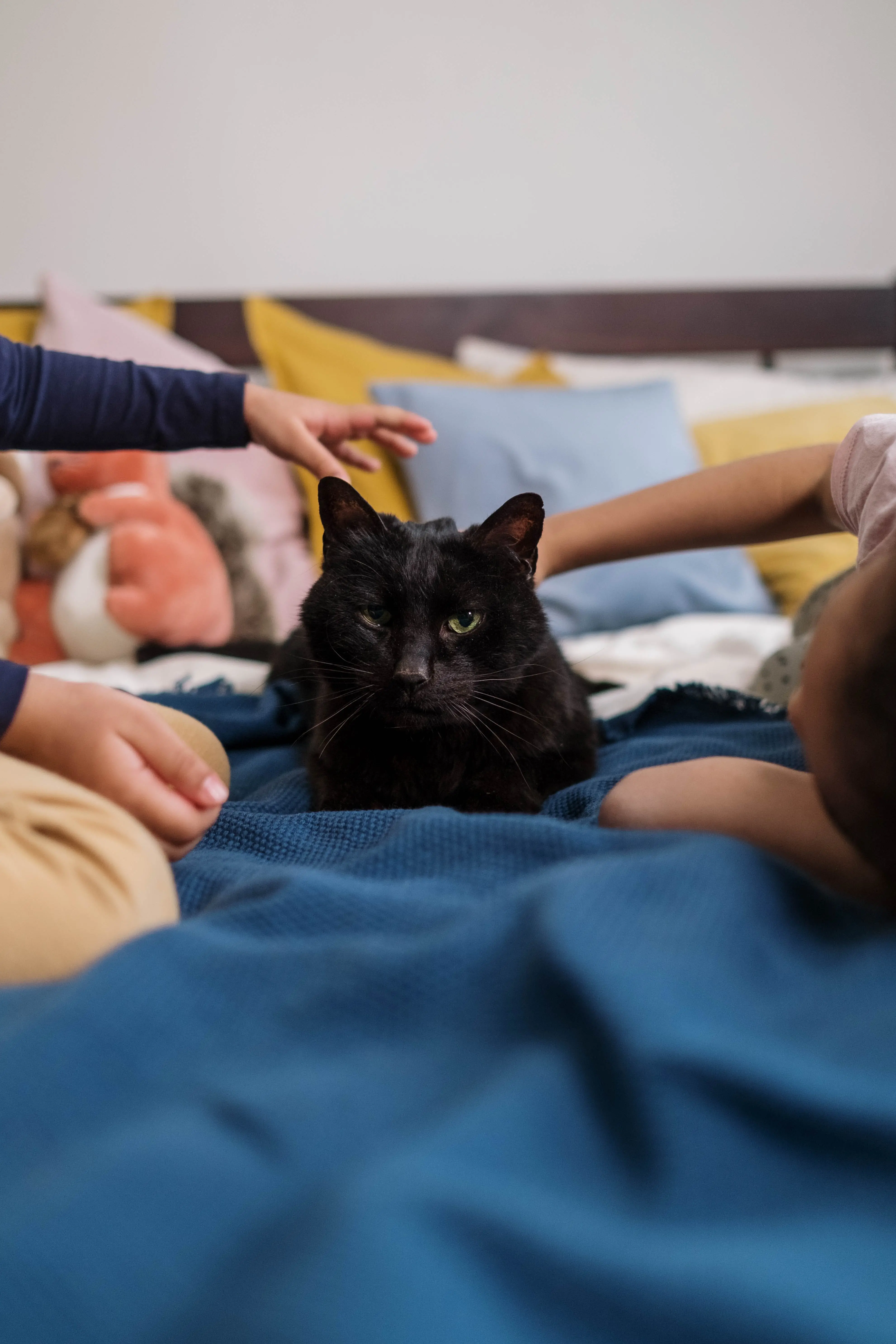 The Fascinating World of the Family of Cats