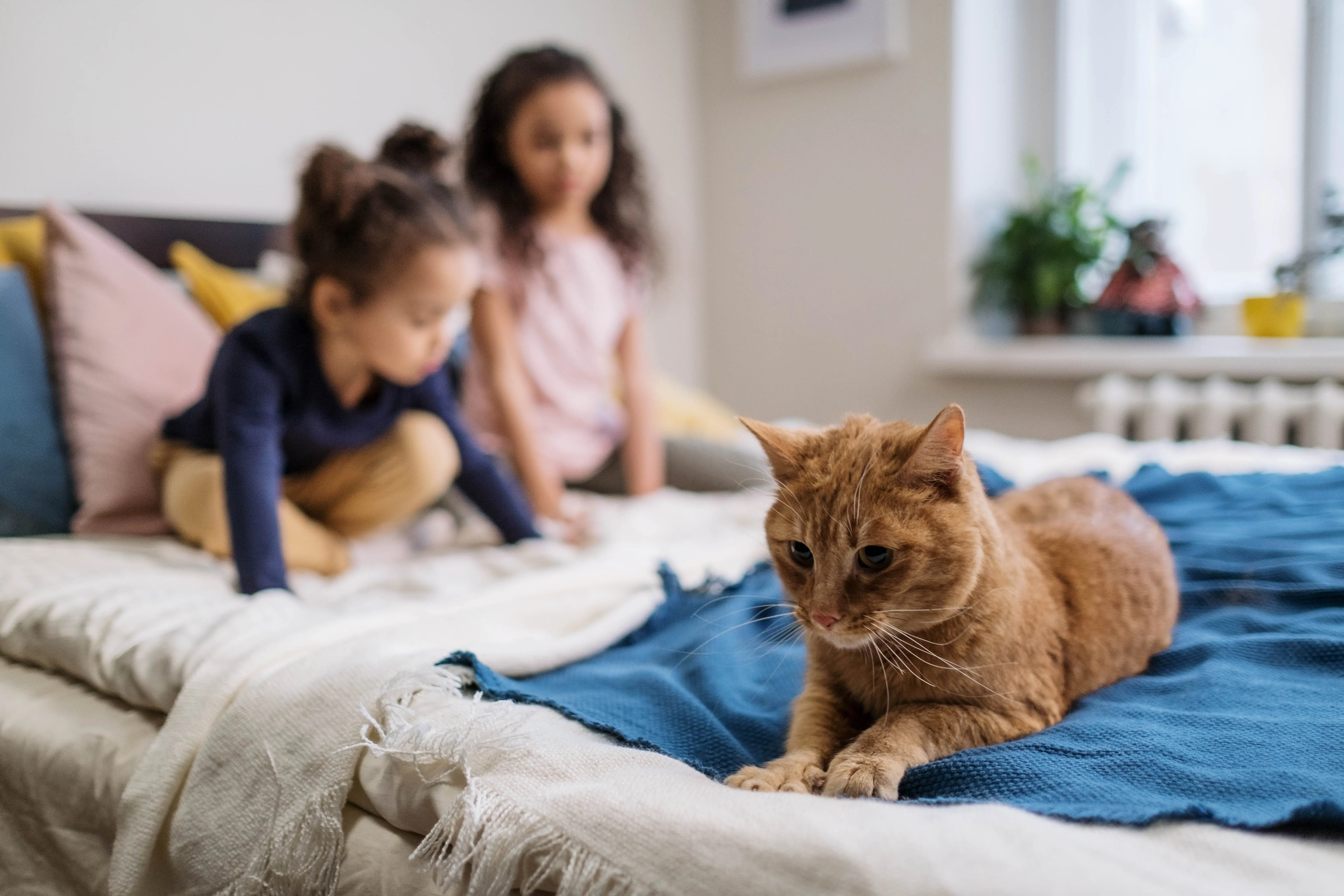 The Fascinating World of the Feline Family