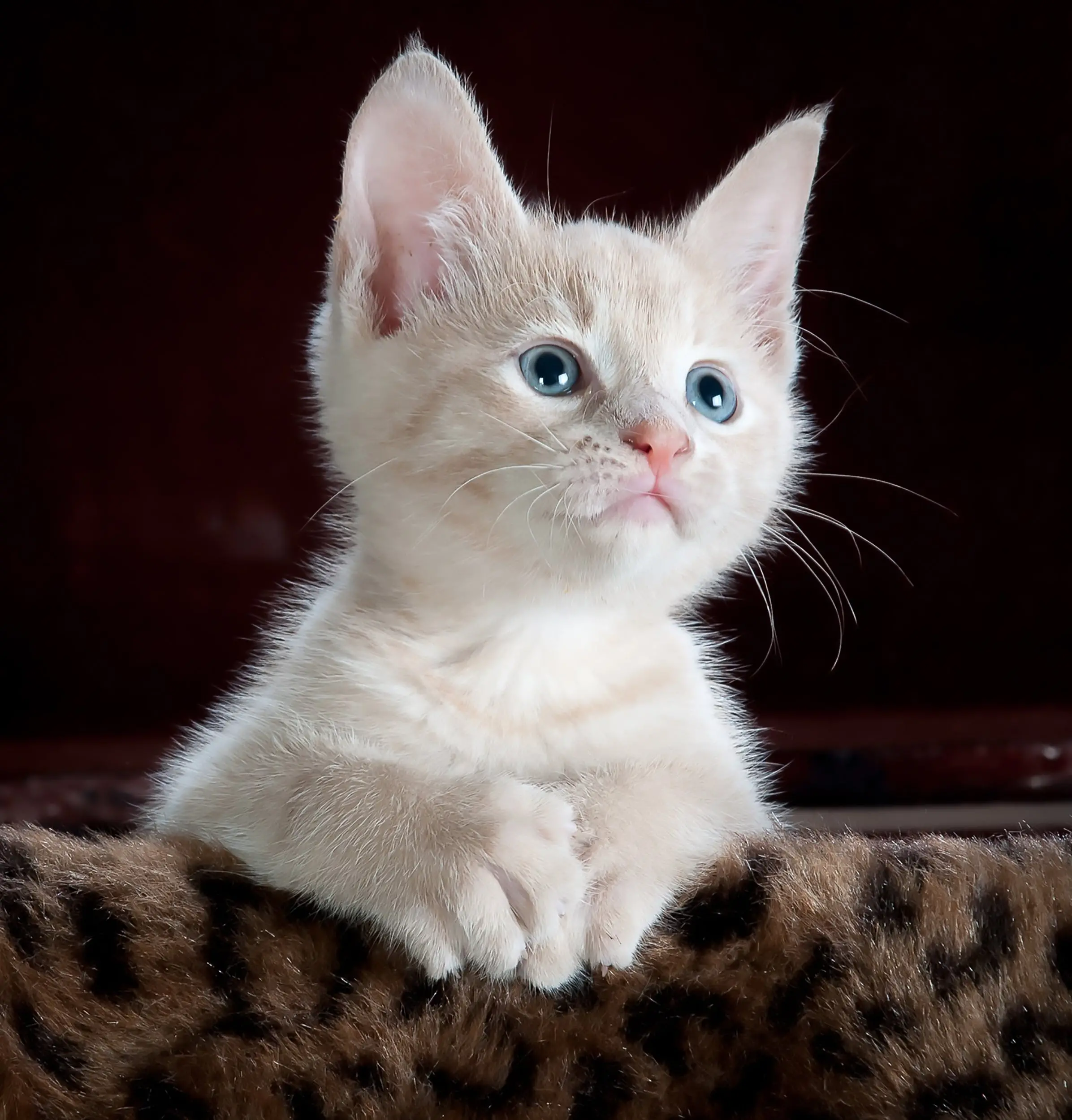 Title The Fascinating World of Felidae Cats
